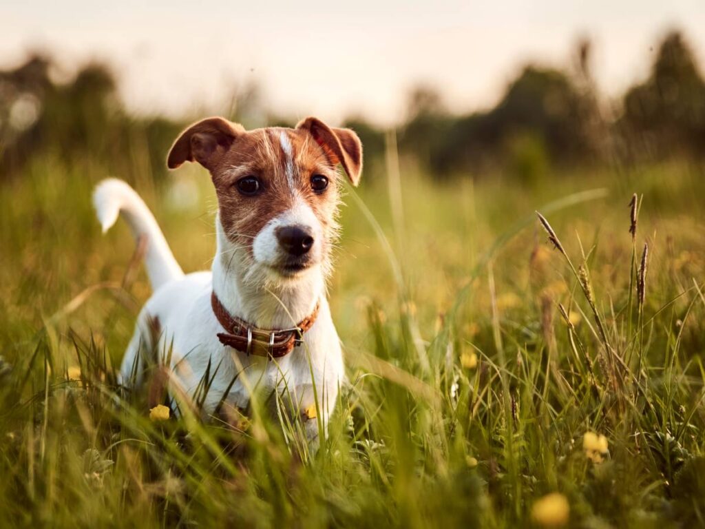 Terier wśród traw. Obrazek w artykule Jack Russell Terrier. Porady, fakty i mity o Jack Russell Terierach