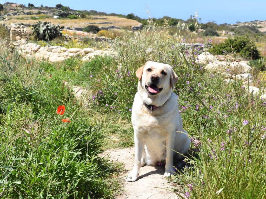 Labrador Retriever. Poznaj najważniejsze informacje o rasie labrador retriever 17 Labrador na ścieżce w polu. Obrazek w artykule Labrador Retriever. Poznaj najważniejsze informacje o rasie labrador retriever