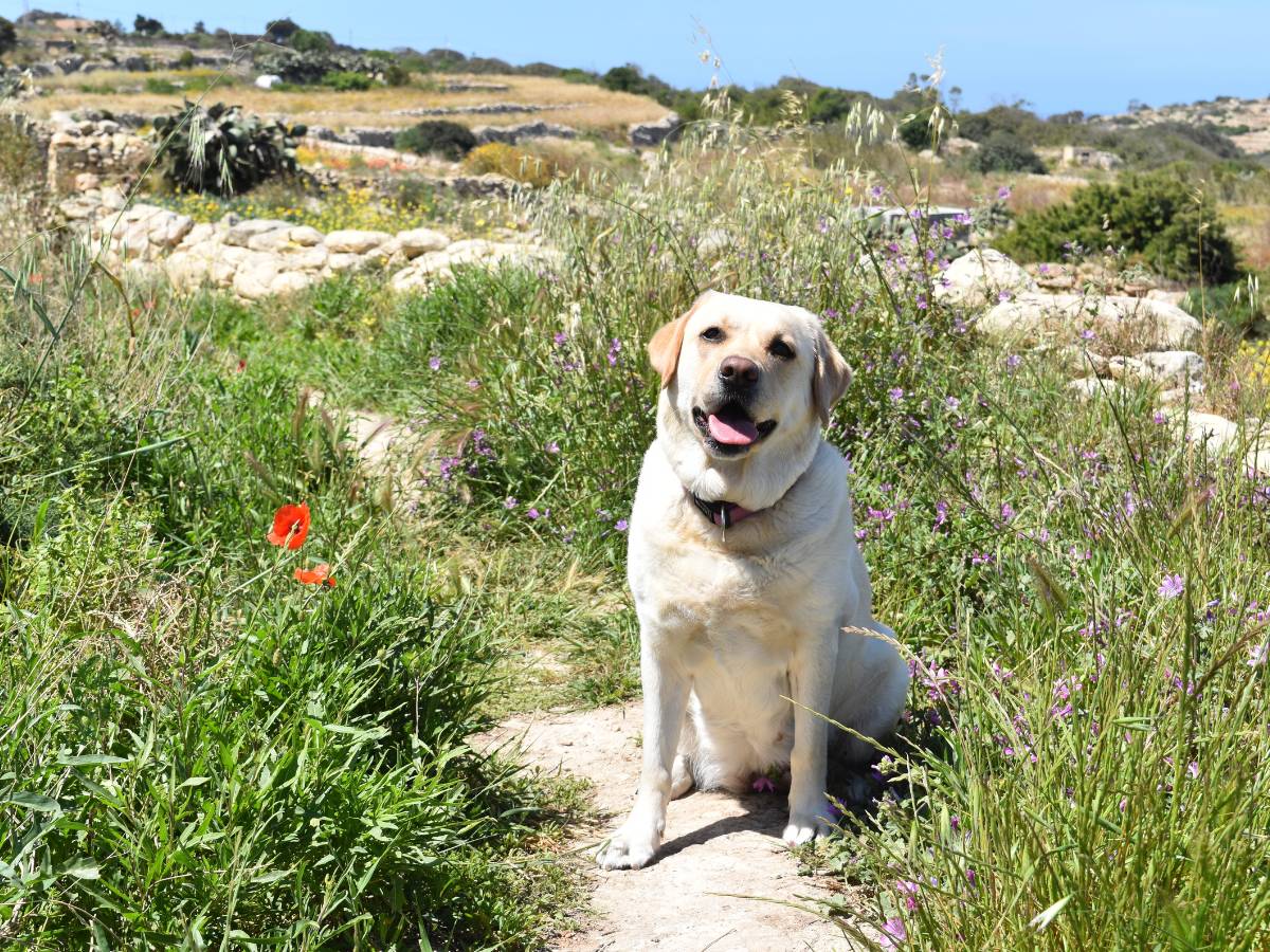 Labrador na ścieżce w polu. Obrazek w artykule Labrador Retriever. Poznaj najważniejsze informacje o rasie labrador retriever