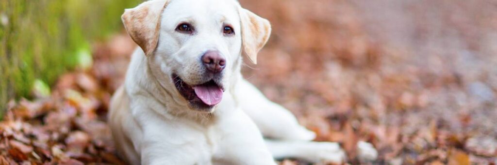 Leżacy labrador. Obrazek w artykule Labrador Retriever. Poznaj najważniejsze informacje o rasie labrador retriever