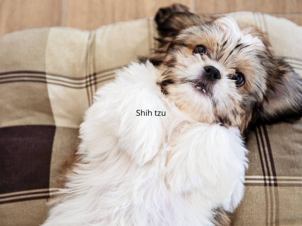 Shih tzu. Czy pieski shih tzu są mądre? 14 Mały piesek. Obrazek w artykule Shih tzu. Czy pieski shih tzu są mądre?