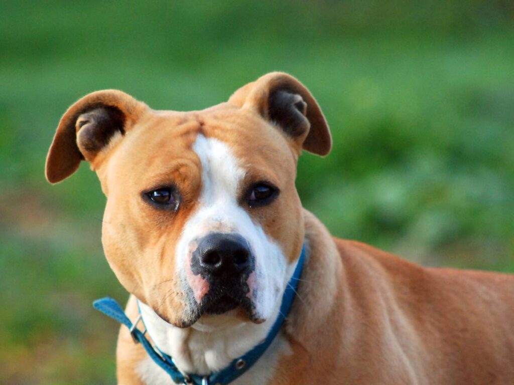 Portret amstaffa. Obrazek w artykule Amstaff czyli american staffordshire terrier. Co warto wiedzieć, zanim kupisz amstaffa?