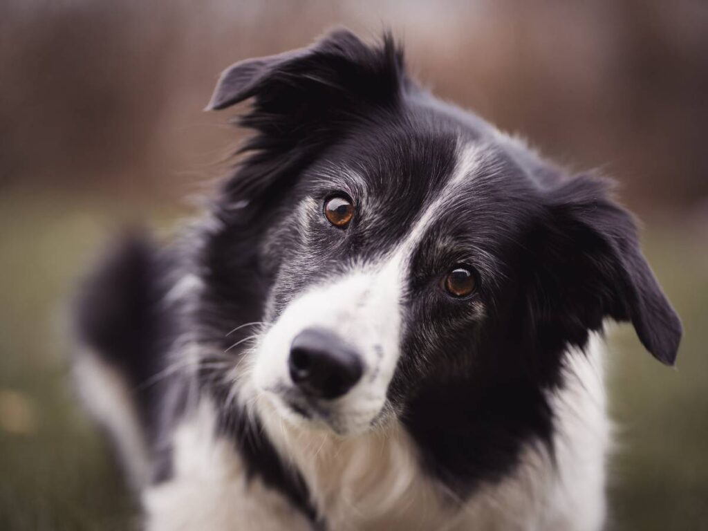 Border collie. Poznaj sekret powstania rasy border collie 17 Owczarek border collie. Obrazek w artykule Border collie. Poznaj sekret powstania rasy border collie