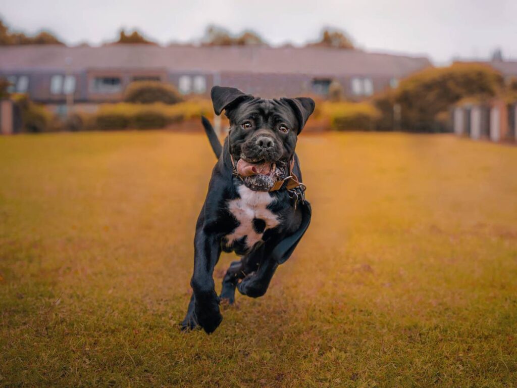 Pies w biegu. Obrazek w artykule Cane Corso. Czy psy rasy cane corso są groźne?