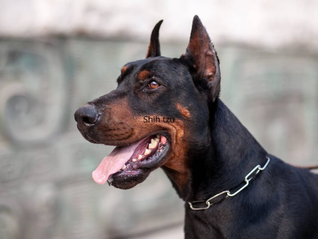 Portret dobermana. Obrazek w artykule Doberman. Odkryj pochodzenie i charakter dobermanów