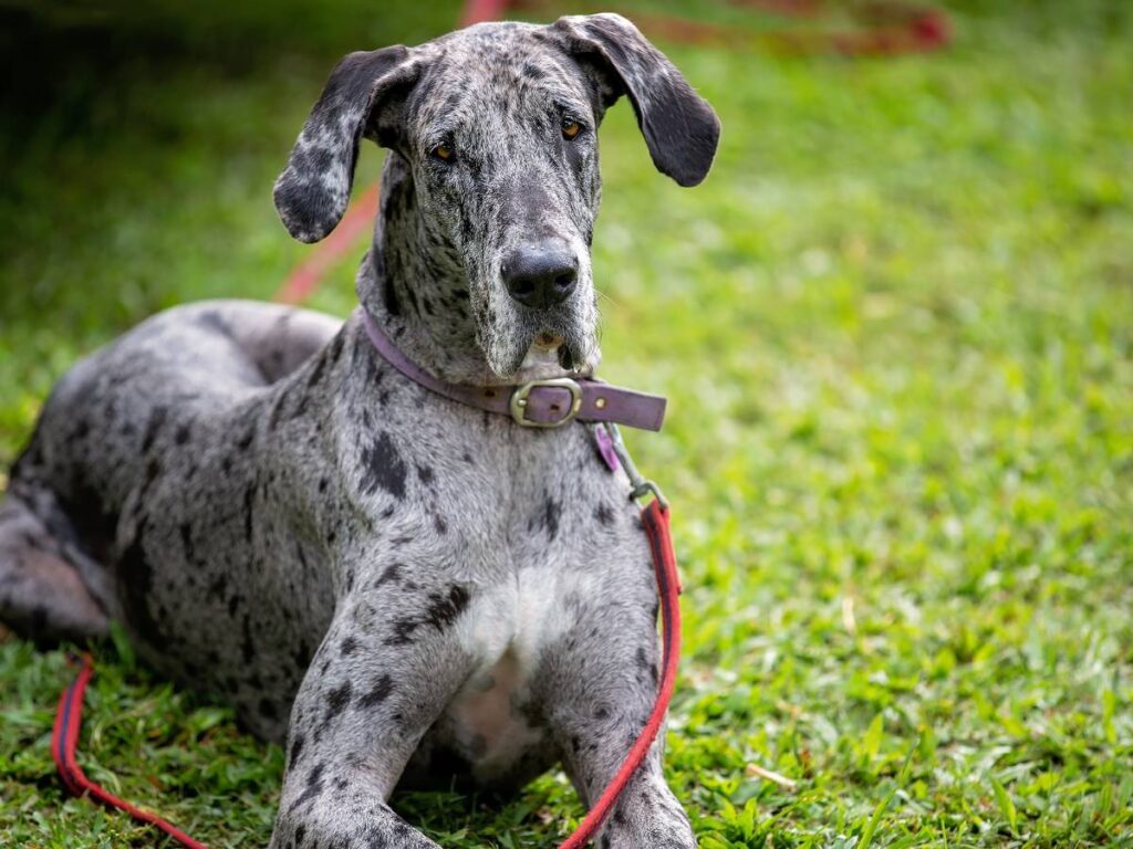 Duży szary pies. Obrazek w artykule Dog niemiecki. Jakie są dogi niemieckie?