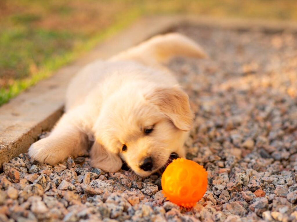 Golden retriever. Jak posiadanie golden retrievera zmieni Twój dzień? 15 Szczeniak z piłką. Obrazek w artykule Golden retriever. Jak posiadanie golden retrievera zmieni Twój dzień?