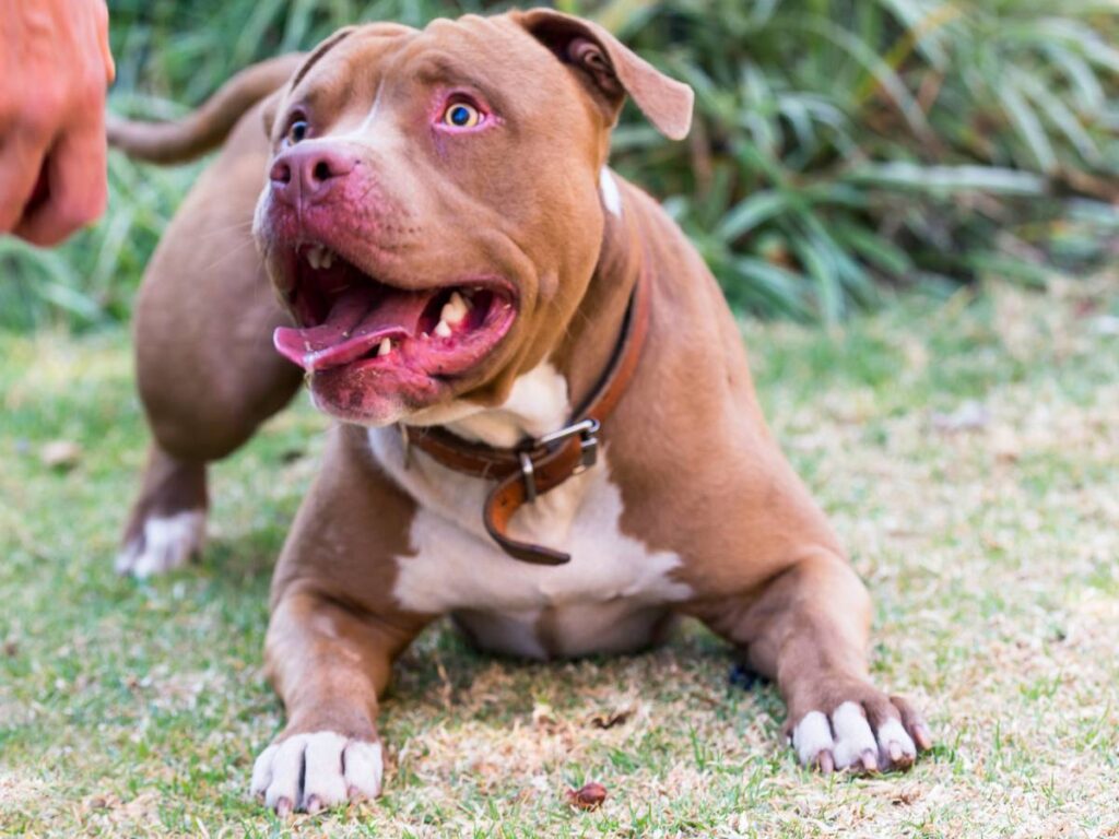 Pitbull z kością. Obrazek w artykule Pitbull, amerykański pitbulterier – dla kogo najlepsze są psy pitbulle?