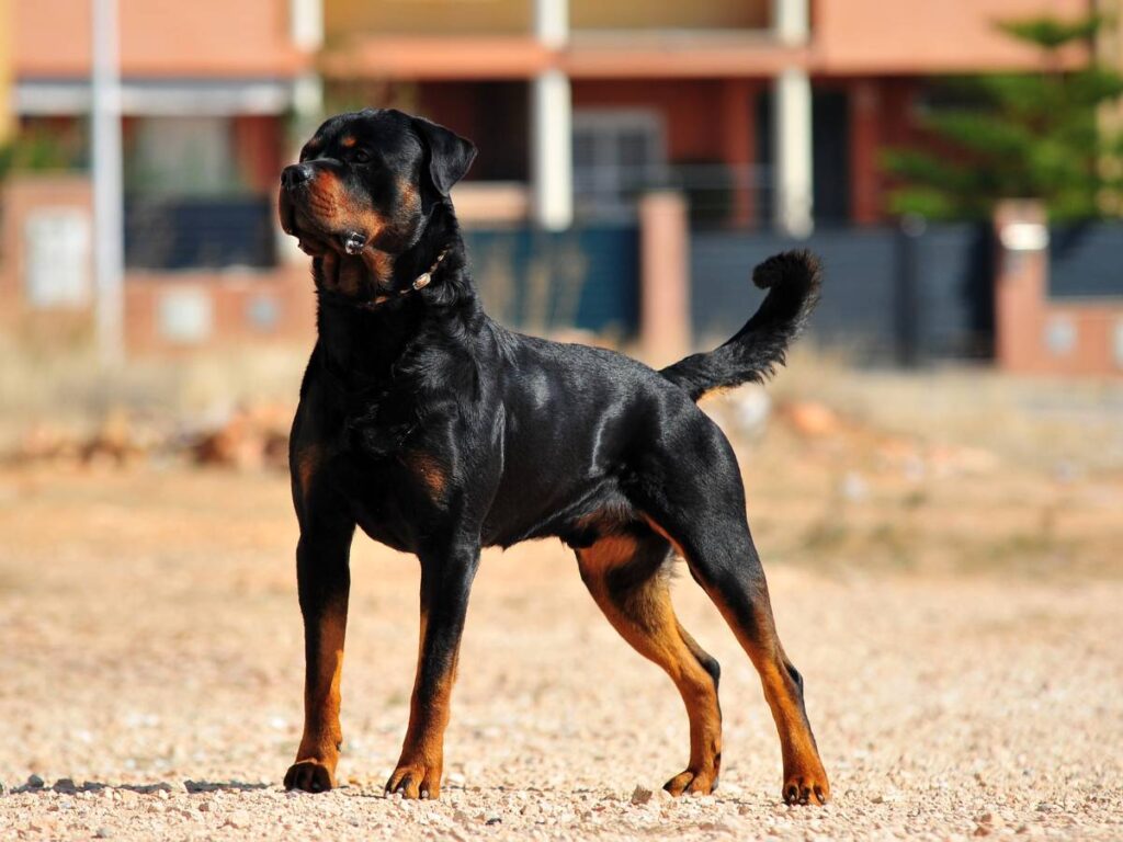 Rottweiler - czy rottweilery są zawsze groźne? Wszystko o psach tej rasy 17 Rotweiller w biegu. Obrazek w artykule Rottweiler - czy rottweilery są zawsze groźne? Wszystko o psach tej rasy