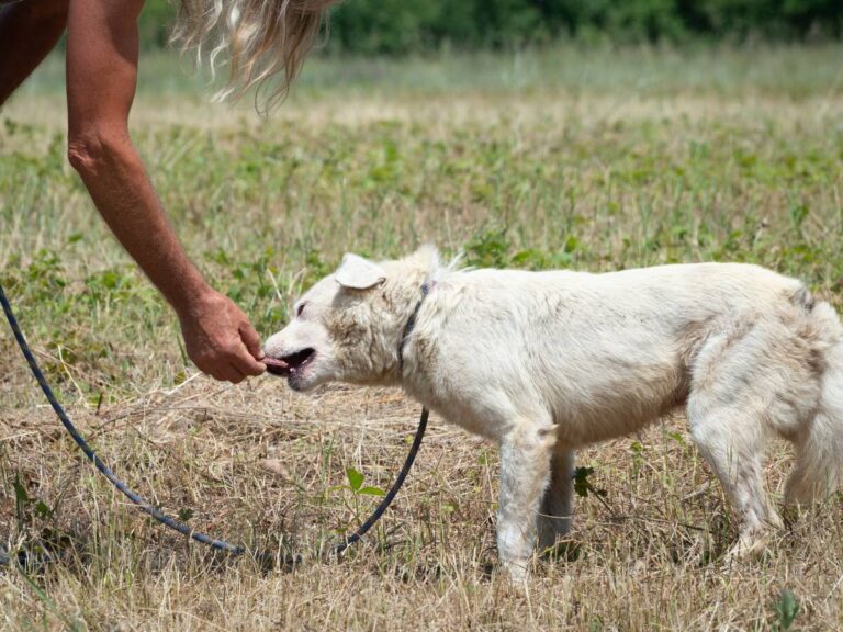 Pies bierze coś z ręki pana. Obrazek w artykule Czy pies może jeść makaron? Oto odpowiedź na pytanie o karmienie psa makaronem