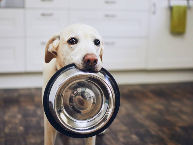 Biały pies z miską w zębach. Obrazek w artykule Czy pies może jeść oliwki? Odpowiedź i wskazówki karmienia psa oliwkami