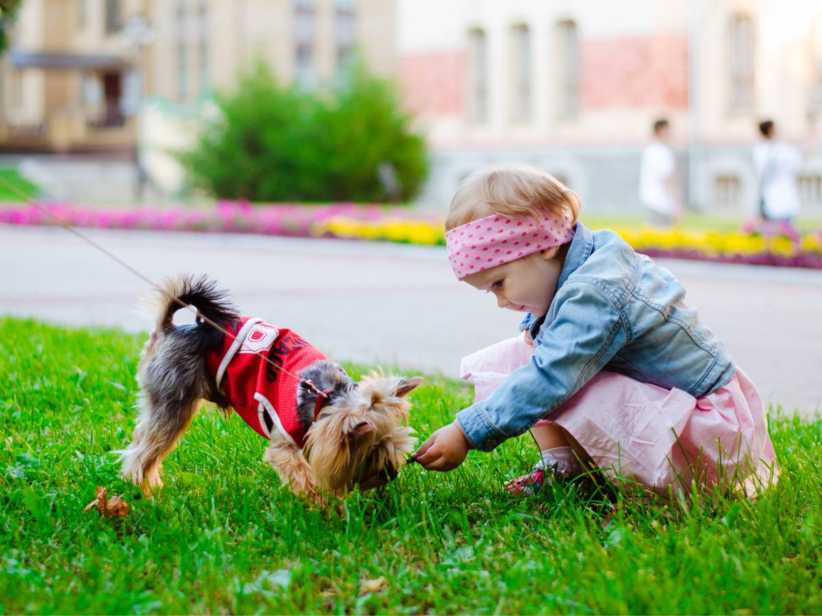 Mała dziewczynka daje ciasteczka jorkowi. Obrazek w artykule Czy pies może jeść banany? Poznaj efekty podawania psu bananów