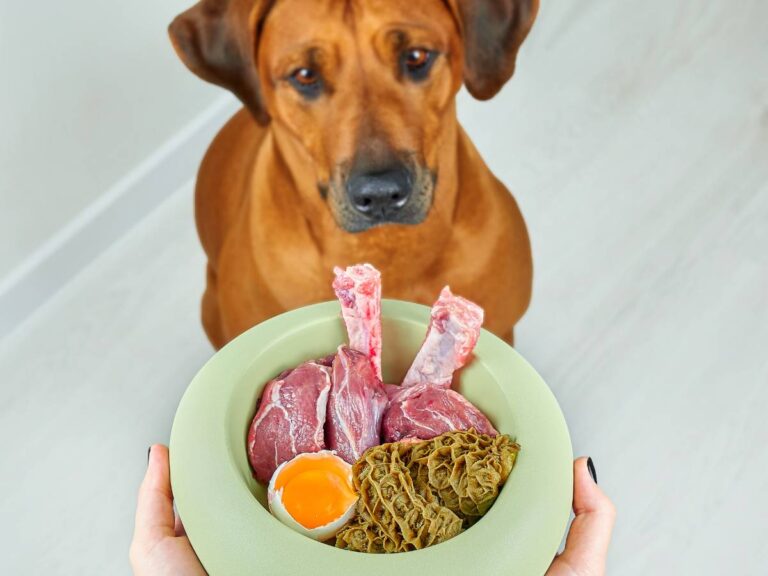 Pies przed miską z różnymi produktami. Obrazek w artykule Czy pies może jeść bób? Poznaj fakty i mity o podawaniu psu bobu