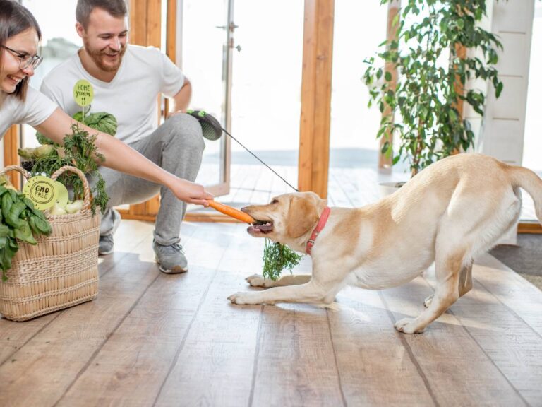 Para z bawi się z psem. Obrazek w artykule Czy pies może jeść brzoskwinie? Oto, co musisz wiedzieć!