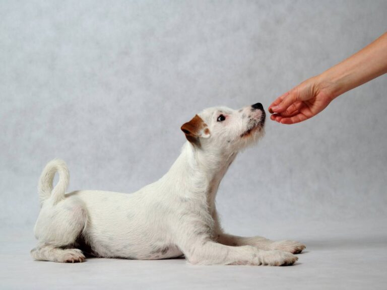 Piesek dostaje coś z ręki. Obrazek w artykule Czy pies może jeść chleb? Dowiedz się, czy podawanie psu chleba jest bezpieczne