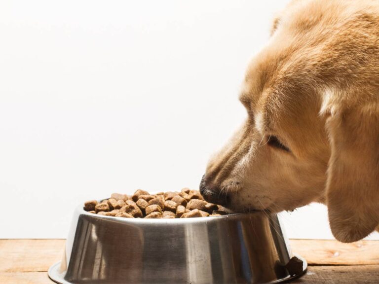 Biszkoptowy labrador i miska z karmą.Obrazek w artykule Czy pies może jeść cukinię? Sprawdzamy i opisujemy konsekwencje podania psu cukinii