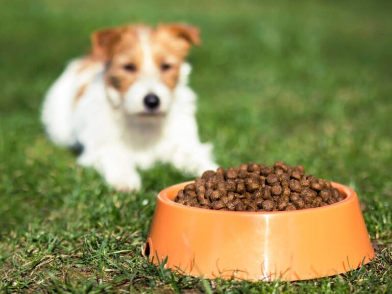 Piesek z łatami i miska z karma. Obrazek w artykule Czy pies może jeść dynię? Odkryj, jak dynia wzbogaca psią dietę
