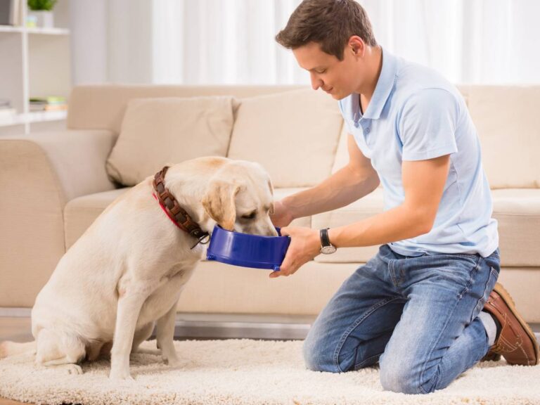 Pan podaje psu jedzenie. Obrazek w artykule Czy pies może jeść grzyby? Odkryj, czy grzyby dla psa są bezpieczne