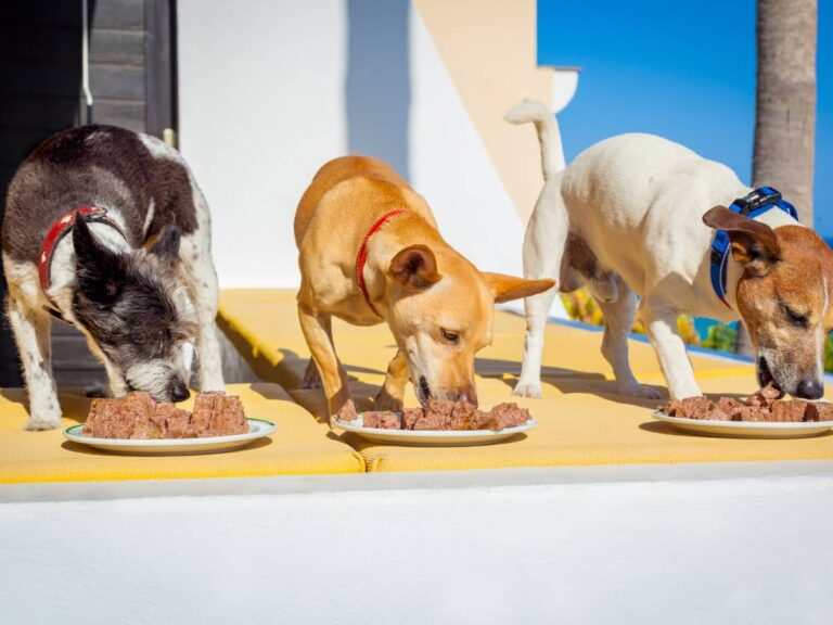 Trzy psy jedzą z misek. Obrazek w artykule Czy pies może jeść jabłko? Wszystko, co powinieneś wiedzieć