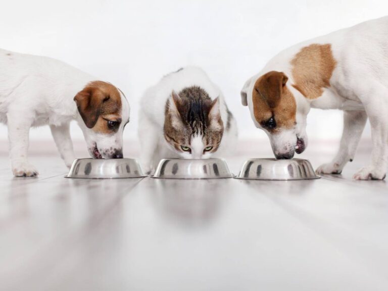 Dwa psy i kot jedzą z misek. Obrazek w artykule Jajka dla psa. Wszystko, co musisz wiedzieć o podawaniu psu jajek