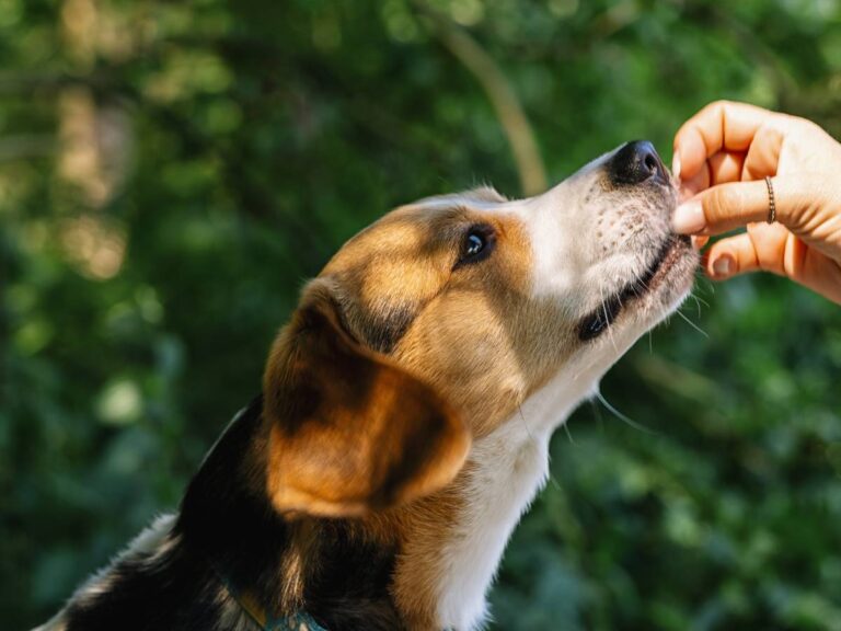 Pyszczek psa wyciągnięty po smaczek. Obrazek w artykule Czy pies może jeść kapustę? Analizujemy i podpowiadamy, jak dodać kapustę do psiej diety