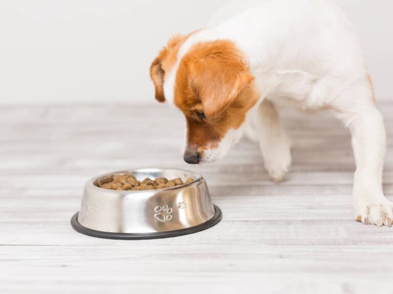 Czy pies może jeść kocią karmę? Najważniejsze informacje o kociej karmie dla psa