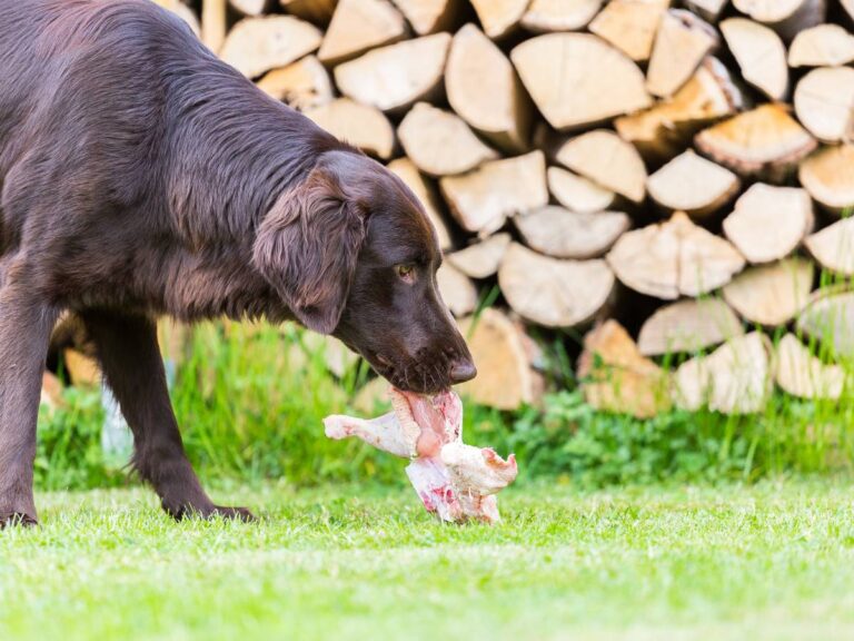 Pies z kawałkiem miesa w pysku. Obrazek w artykule Czy pies może jeść surowe mięso? Odpowiadamy, czy karmienie psa surowym mięsem jest bezpieczne