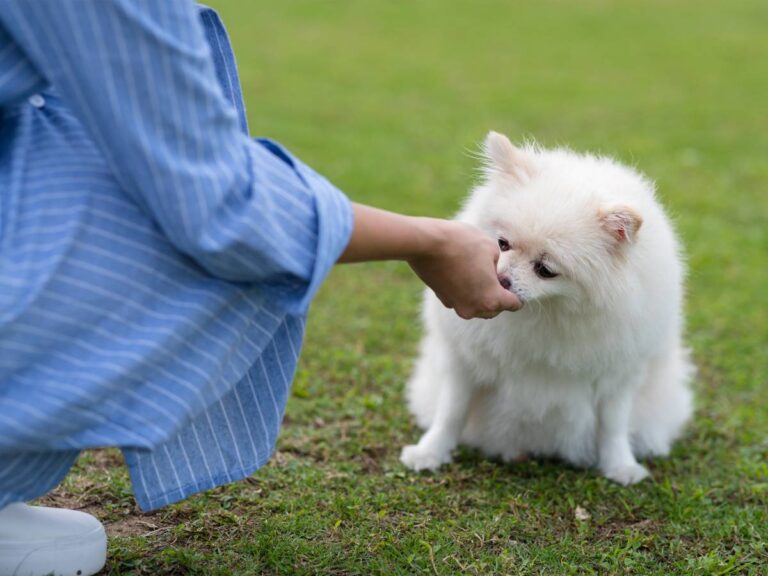 Karmienie psa z ręki. Obrazek w artykule Czy pies może jeść miód? Wszystko, co musisz wiedzieć o podawaniu psu miodu