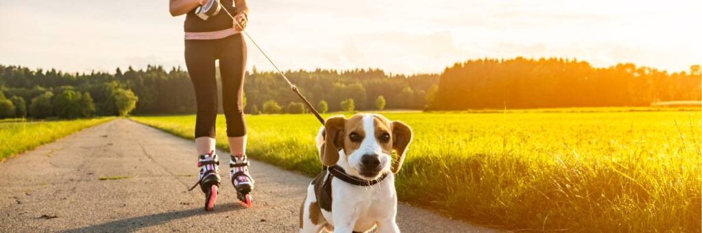 Pies i właścicielka na rolkach. Obrazek w artykule Czy pies może jeść miód? Wszystko, co musisz wiedzieć o podawaniu psu miodu