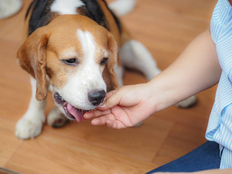 Pies dostaje coś z ręki. Obrazek w artykule Czy pies może jeść orzechy? Wszystko, co powinieneś wiedzieć o karmieniu psa