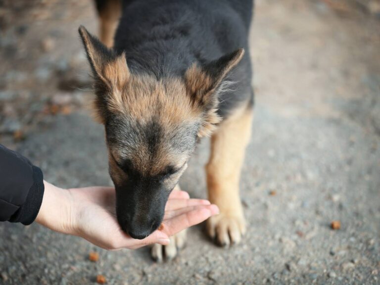 Pies je coś z ręki pana. Obrazek w artykule Czy pies może jeść paprykę? Poznaj zasady karmienia psa warzywami