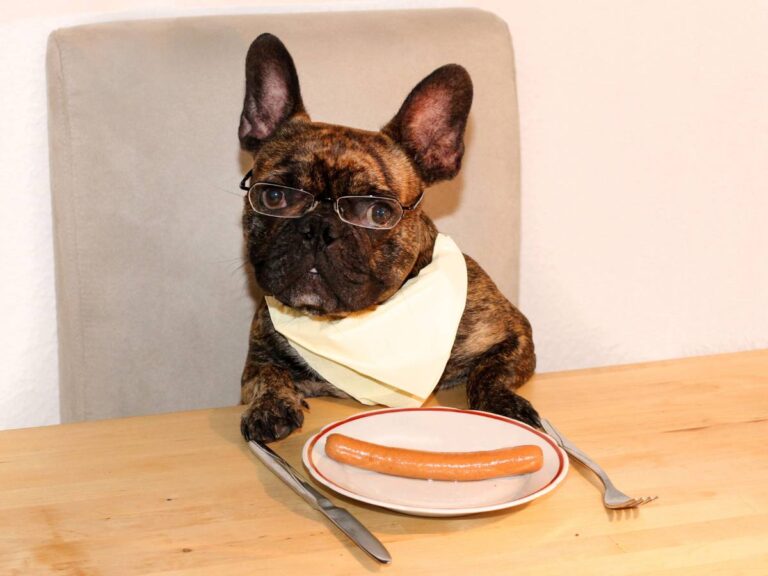 Buldożek z serwetką w okularkach i przed talerzem w parówką. Obrazek w artykule Czy pies może jeść parówki? Fakty i mity