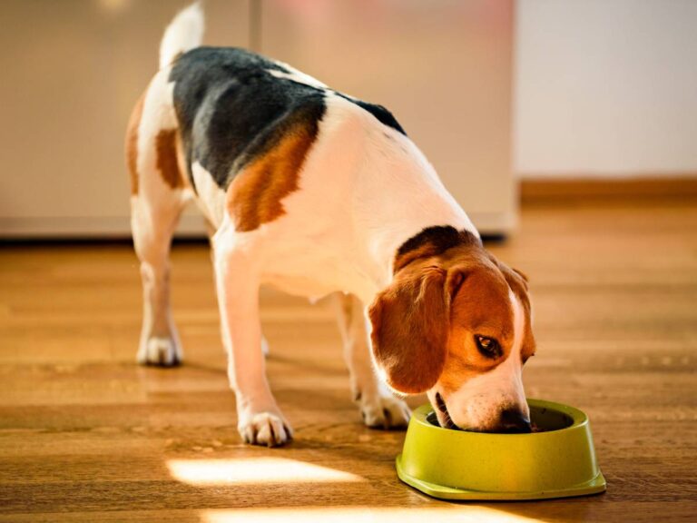 Pies łaciaty je z miski. Obrazek w artykule Czy pies może jeść szpinak? Praktyczne porady i zalecenia karmienia psa szpinakiem