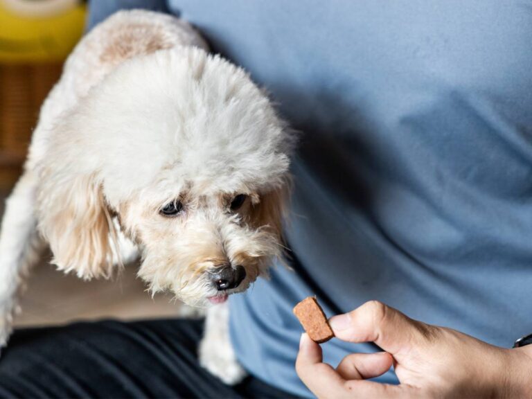 Biały pudelek dostaje smaczka. Obrazek w artykule Czy pies może jeść pomarańcze? Zaskakujące fakty o cytrusach w diecie psa