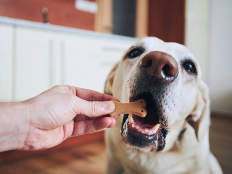 Pies z przekąską w pysku. Obrazek w artykule Czy pies może jeść popcorn? Odpowiedź eksperta o dawaniu psu popcornu