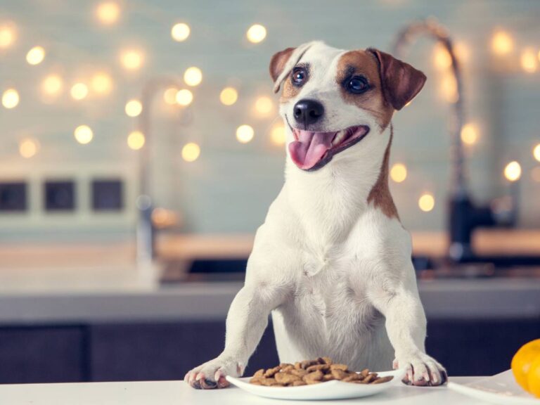 Piesek z łatkami opiera się o blat stołu. Obrazek w artykule Czy pies może jeść rybę? Odkryj fakty i porady o dawaniu psu ryby