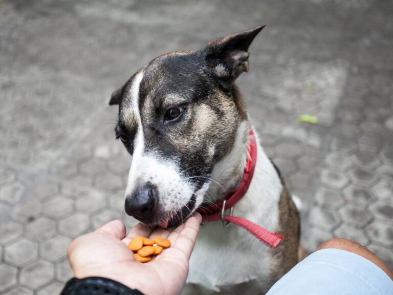 Piesek coś dostaje z ręki pana. Obrazek w artykule Czy pies może jeść ser? Odkrywamy tajemnicę, czy ser jest dobry dla psa do jedzenia