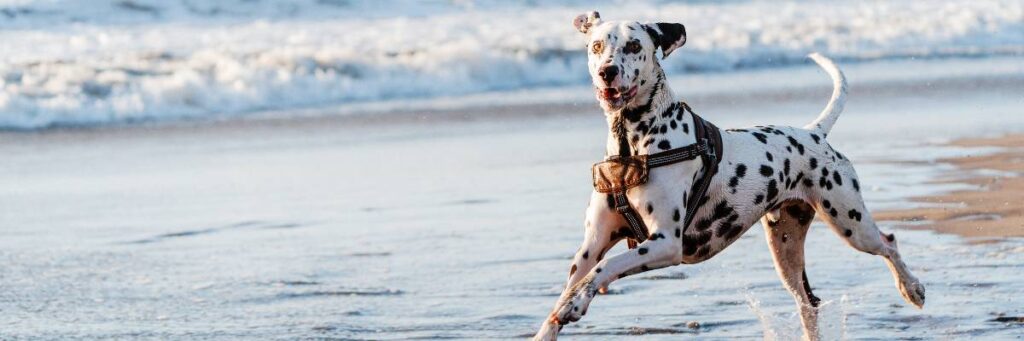 Biegnący dalmatyńczyk nad morzem. Obrazek w artykule Jakie warzywa może jeść pies? Sprawdź, co jest dla niego bezpieczne i zdrowe!