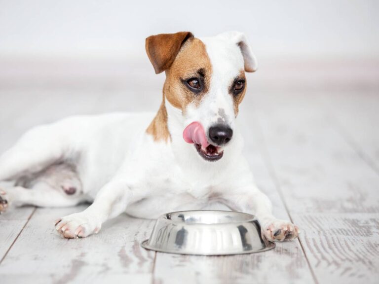 Pies nad miską. Obrazek w artykule Czy pies może jeść winogrona? Odkryj, czy możesz dawać winogrona dla psa