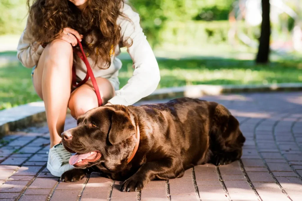 Dlaczego warto wprowadzić olej z łososia do diety psa? 16 Na zdjęciu widzimy psa rasy labrador o ciemnobrązowej sierści, który leży na chodniku w parku. Pies wygląda na zrelaksowanego, ma otwarty pysk i widać jego język, co może sugerować, że jest ciepło. Obok psa klęczy osoba ubrana w jasną bluzę i sportowe buty, trzymająca czerwoną smycz. Osoba ta delikatnie głaszcze psa, a jej długie, brązowe włosy opadają na ramiona. W tle widoczna jest zieleń parku oraz lekko rozmazane drzewa, co daje wrażenie spokoju i przyjemnego otoczenia.