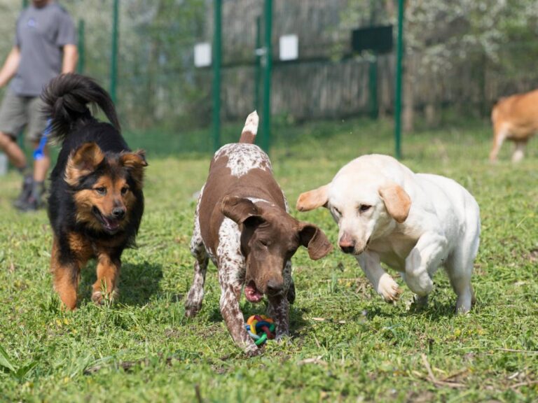 Dlaczego psy gonią rowerzystów