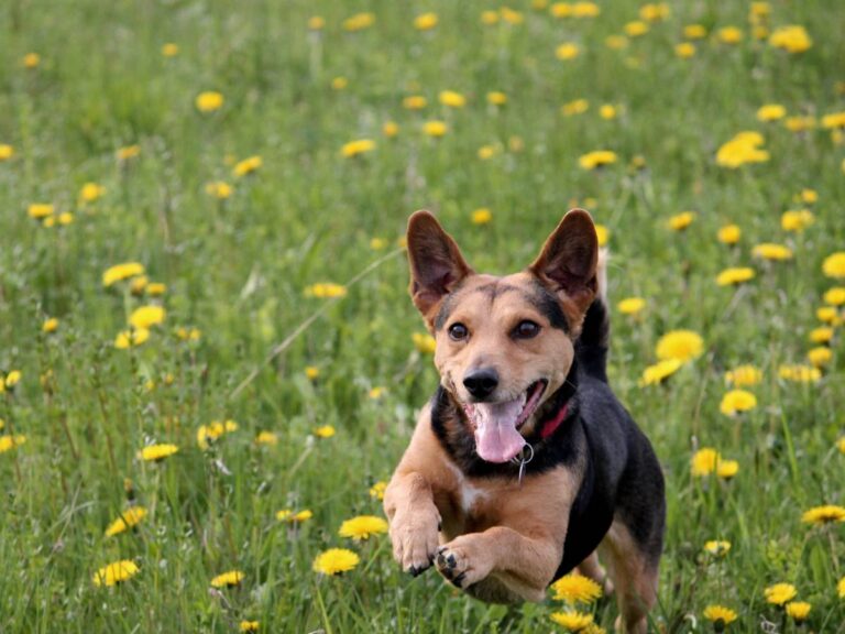 Dlaczego psy skaczą na gości