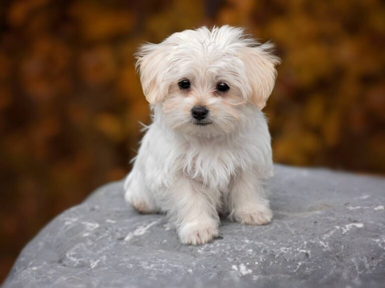 Nadpobudliwość szczeniaka