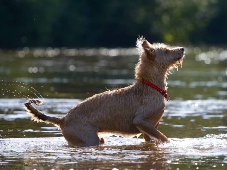 kręcenie się psa za ogonem