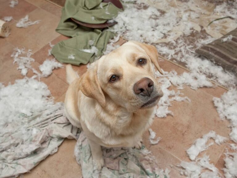 Jak ochronić meble przed psem