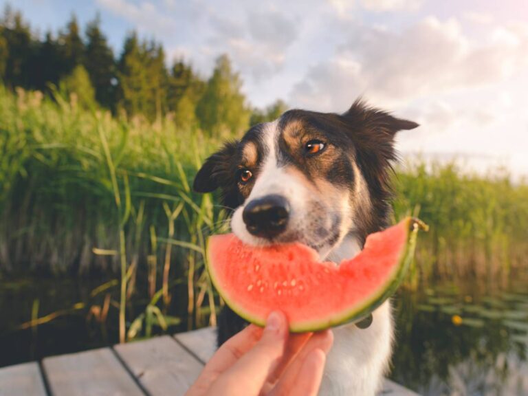 Owoce, które mogą zaszkodzić psu