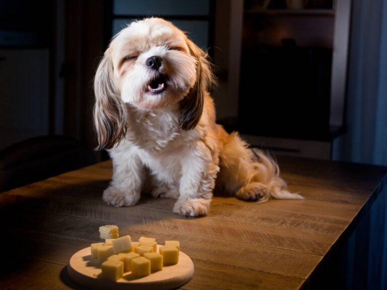 Przekąski szkodliwe dla psa