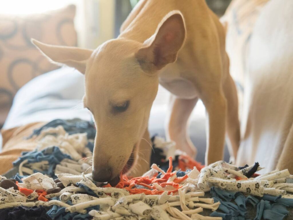 Umiejętności węchowe