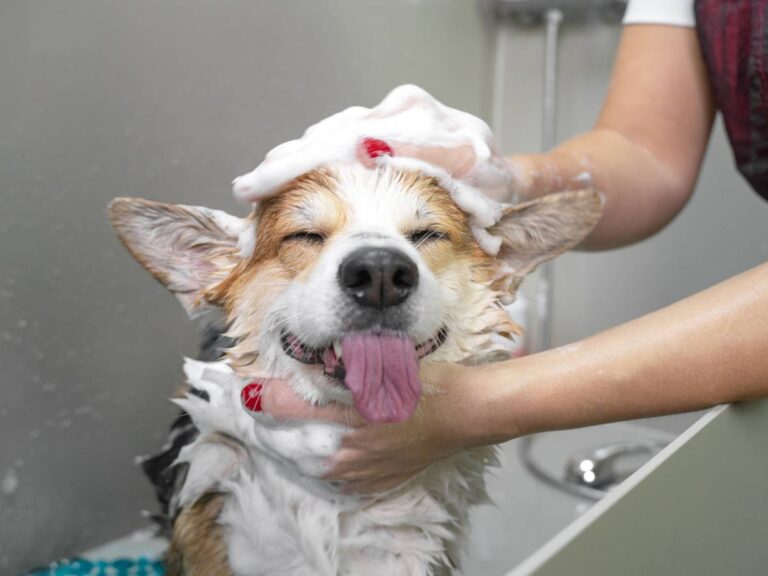 błędy podczas kąpieli psa