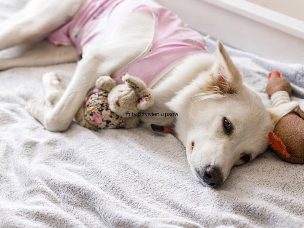 co wiedzieć o kastracji i sterylizacji psa